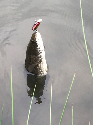 ライギョの釣果