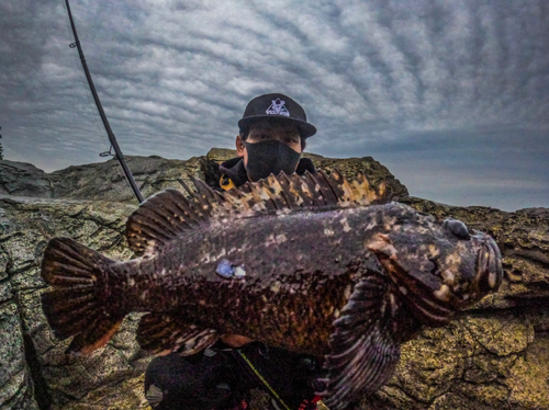 ソイの釣果