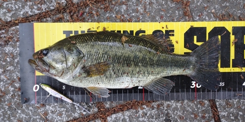 ブラックバスの釣果