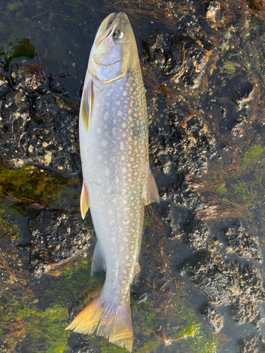 アメマスの釣果