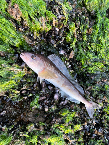 ホッケの釣果