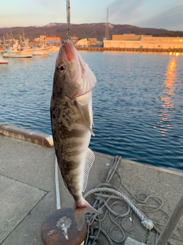 ホッケの釣果