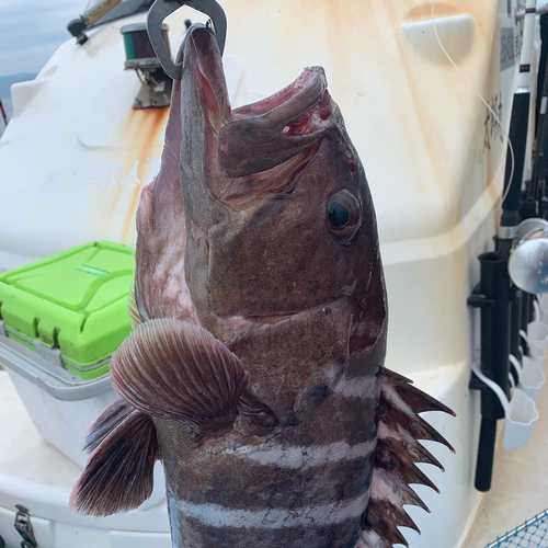 マハタの釣果