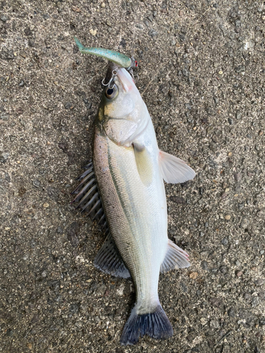 シーバスの釣果