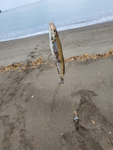 キスの釣果