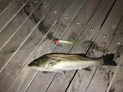 シーバスの釣果