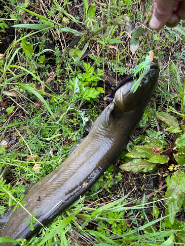 ナマズの釣果