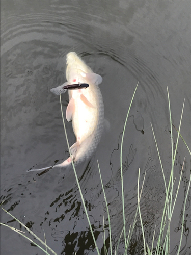 フナの釣果