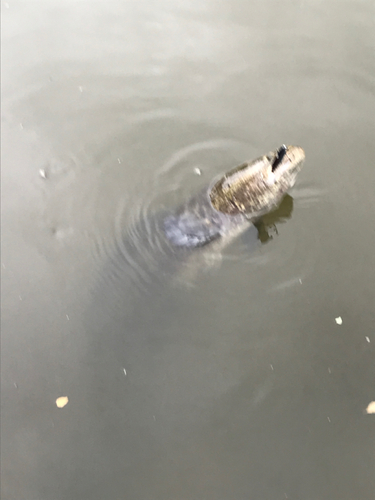 ライギョの釣果