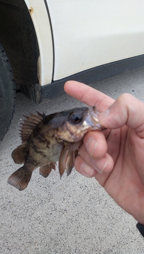 メバルの釣果