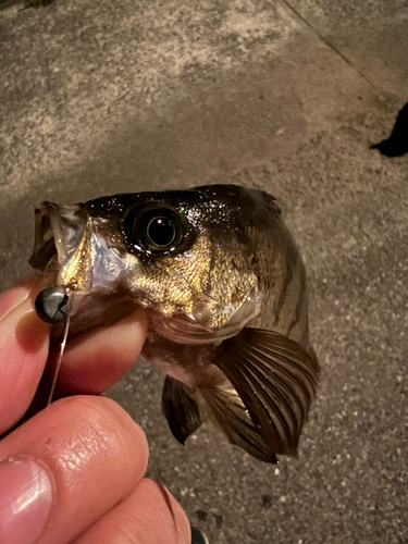 クロメバルの釣果