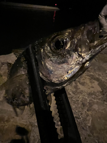 マアジの釣果