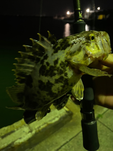 タケノコメバルの釣果