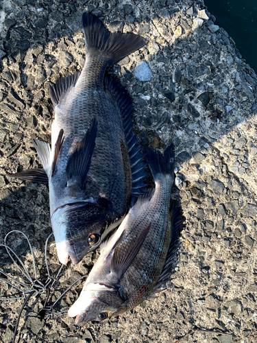 クロダイの釣果