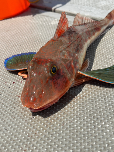 ホウボウの釣果