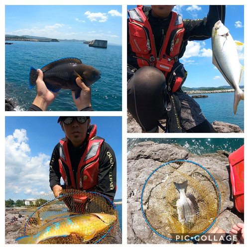 ヒブダイの釣果