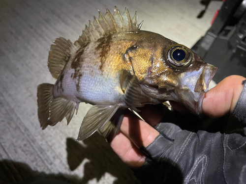 メバルの釣果