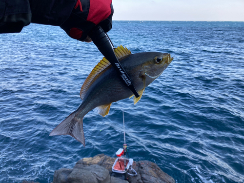 グレの釣果