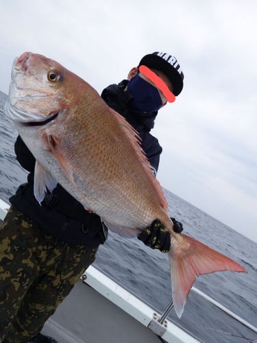 マダイの釣果