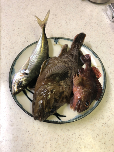 クロソイの釣果