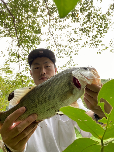 ブラックバスの釣果