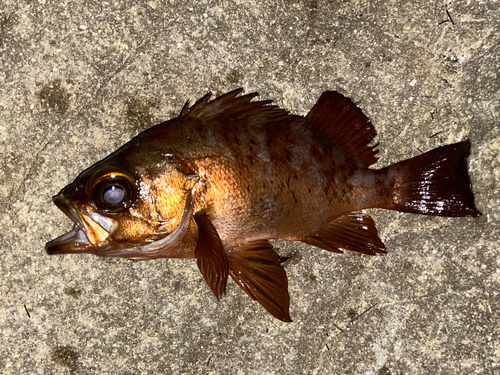 アカメバルの釣果