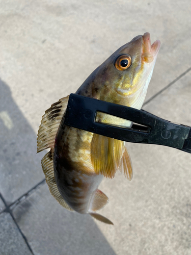 ホッケの釣果