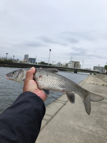 ニゴイの釣果