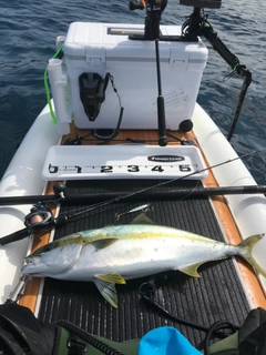 ヒラマサの釣果