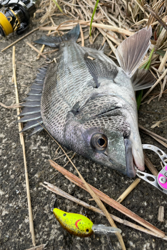 チヌの釣果