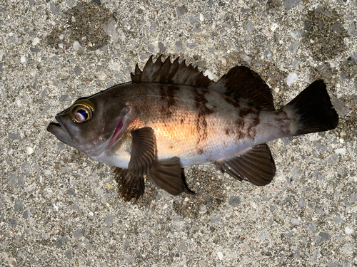 メバルの釣果