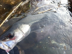 マルスズキの釣果