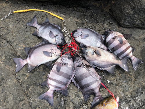 イシダイの釣果