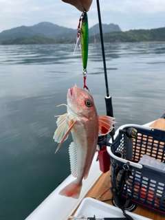 カナガシラの釣果