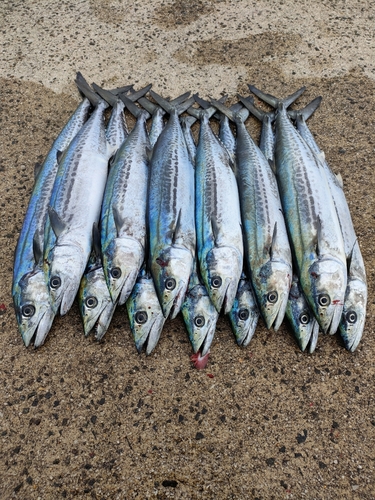 サゴシの釣果