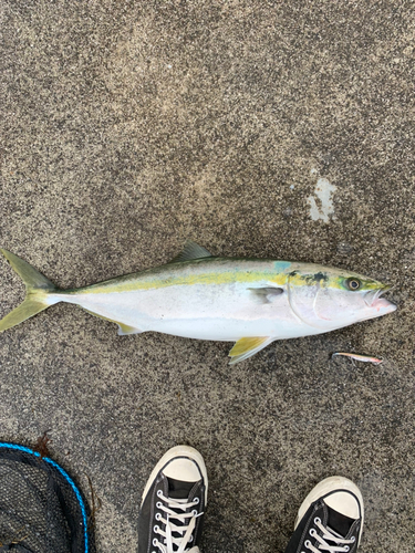 メジロの釣果