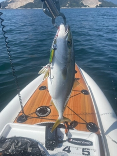 ヤズの釣果