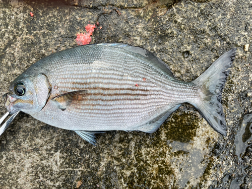 イスズミの釣果