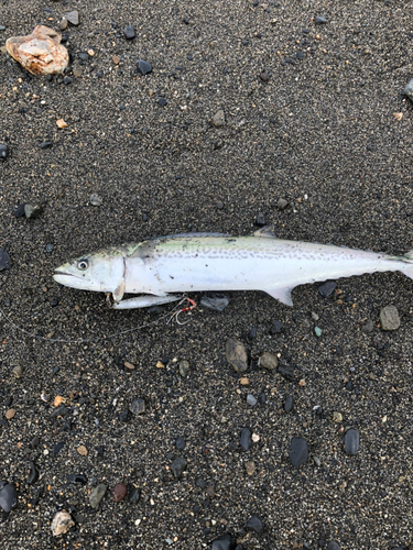 サゴシの釣果