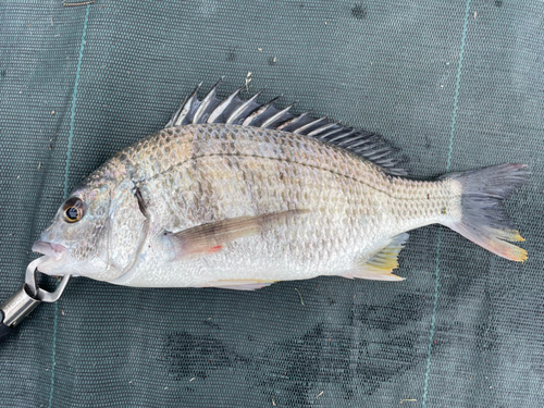 キビレの釣果