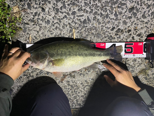 ブラックバスの釣果