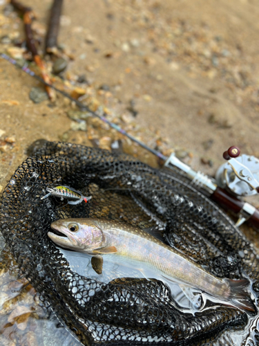 イワナの釣果