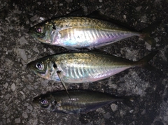 アジの釣果