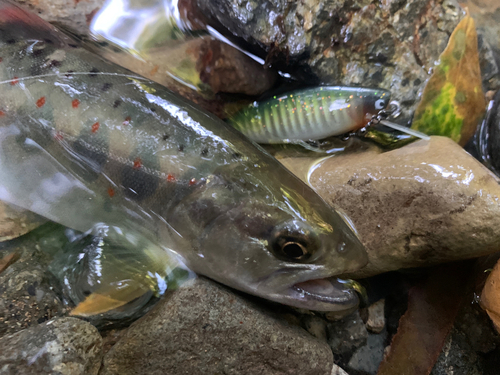 アマゴの釣果