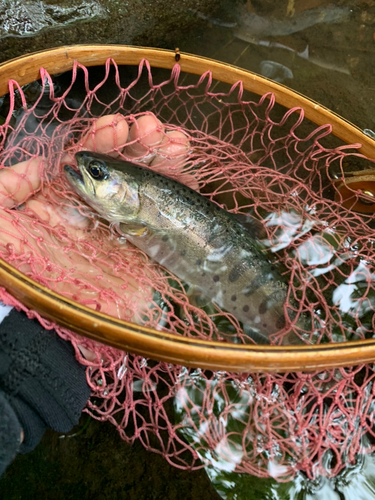 ヤマメの釣果