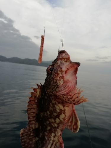 ガシラの釣果