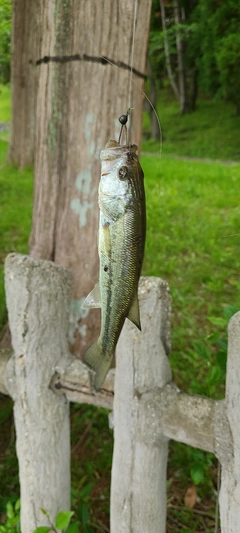 ラージマウスバスの釣果