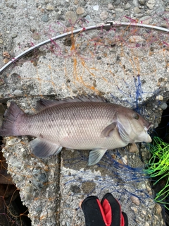 コブダイの釣果