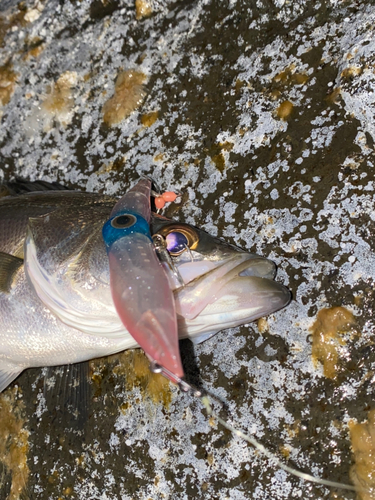 スズキの釣果