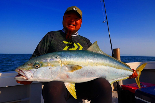 ヒラマサの釣果